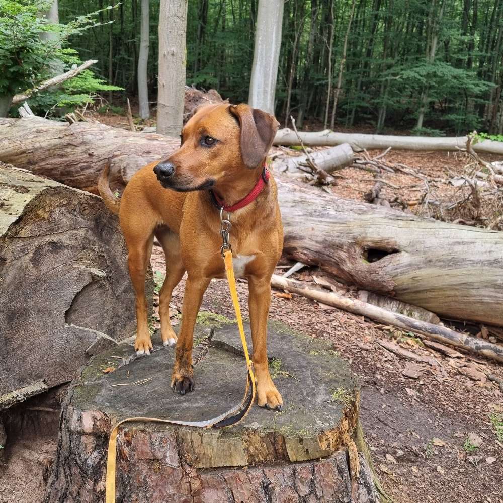 Hundetreffen-Spiel und Gassirunden-Profilbild