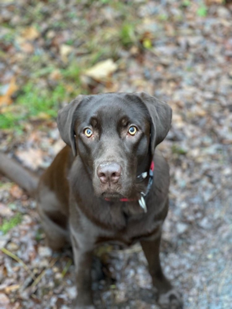 Hundetreffen-Gassikumpel/ Spielpartner-Profilbild