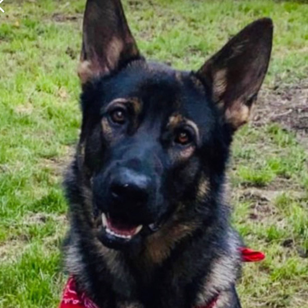 Hundetreffen-Hundefreunde zum Spielen und Spaziergang 🐶🐕-Profilbild