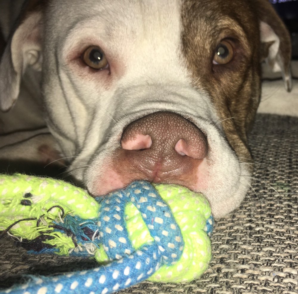 Hundetreffen-Spielkameraden gesucht!-Profilbild