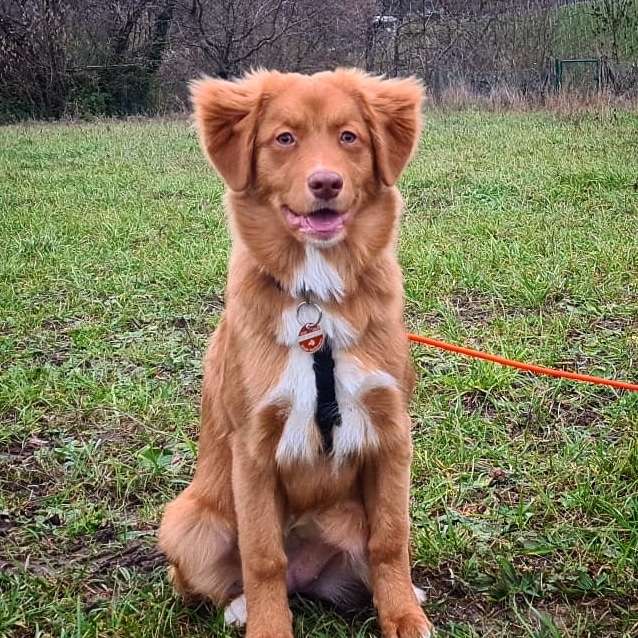 Hundetreffen-Begegnungstraining-Profilbild