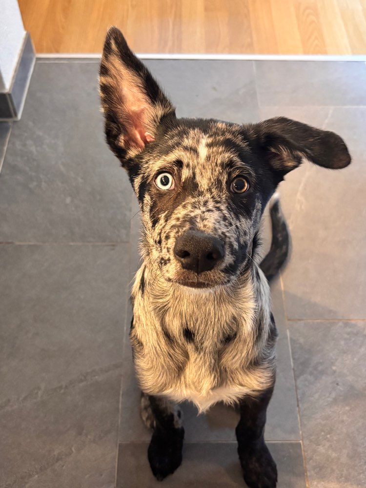 Hundetreffen-🐾 Gassi & Spielen-Profilbild