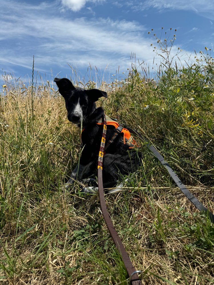 Hundetreffen-Welpentreffen in und um Unna-Profilbild