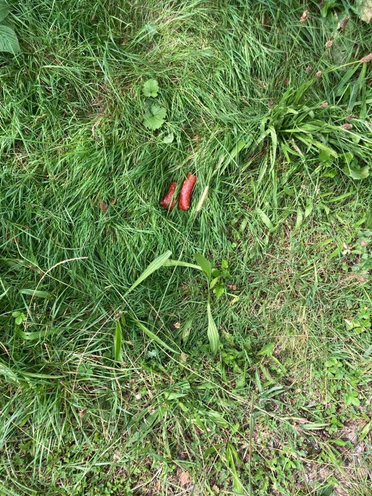 Giftköder-Möglicher Giftköder-Profilbild