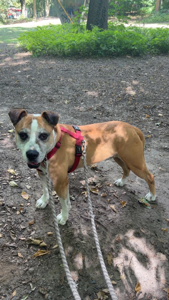 Hundetreffen-Spielen und Training-Profilbild