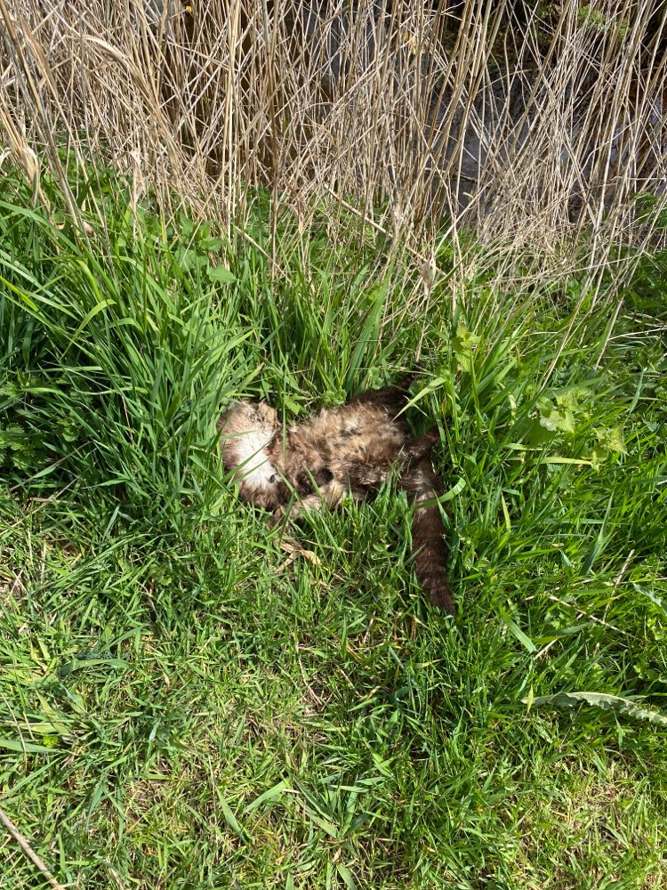 Giftköder-Tierkadaver-Profilbild