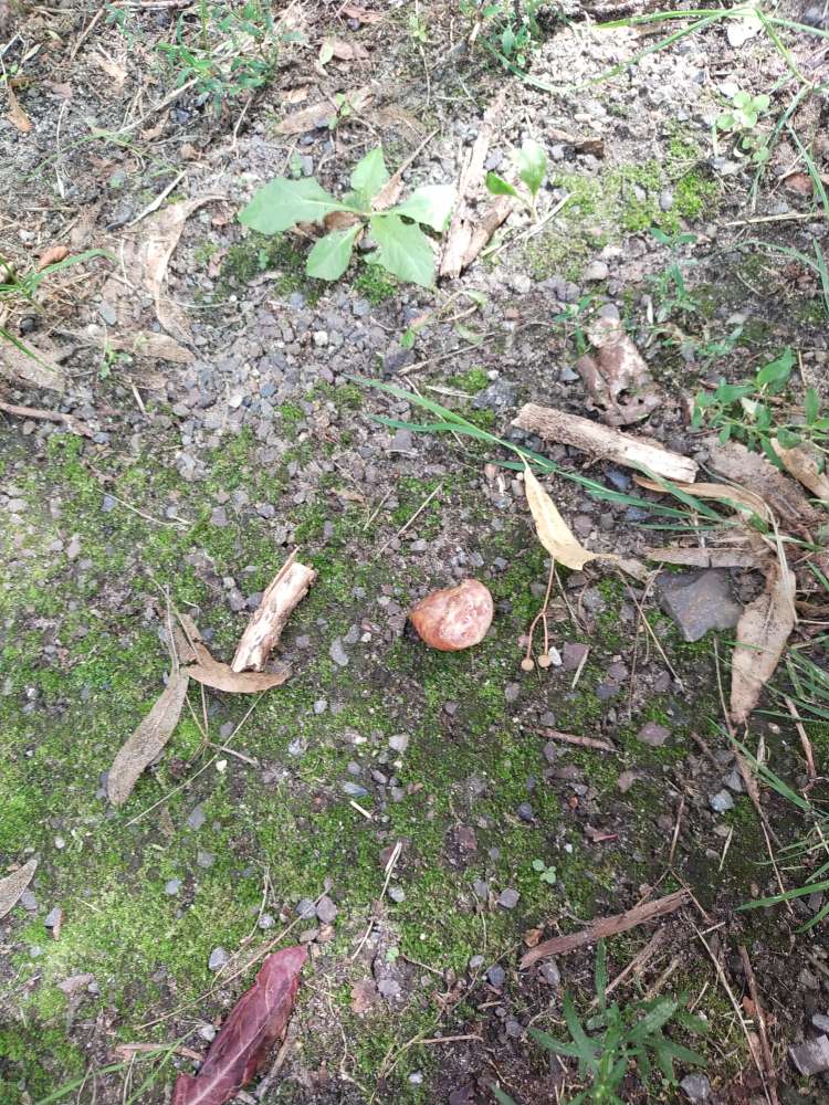 Giftköder-Wurstköder, vermulich wegen der Hunde,-Profilbild