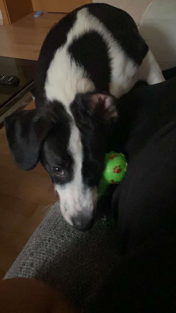 Hundetreffen-Duman sucht Freunde mit dem er Toben kann 😊😊-Profilbild