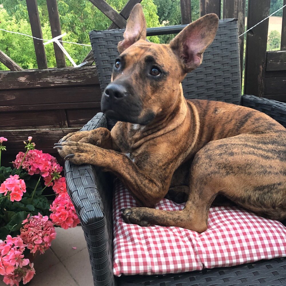 Hundetreffen-Spielpartner gesucht-Profilbild