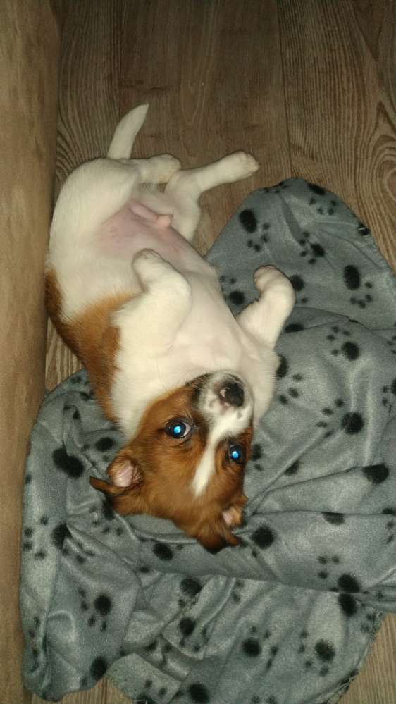 Hundetreffen-Welpentreffen - Sozialisation mit anderen Welpen verschiedener Rasse-Profilbild