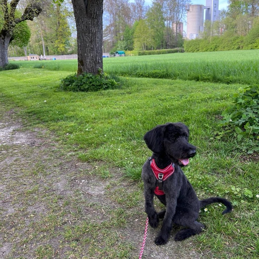 Hundetreffen-Spielfreunde & Gassi-Profilbild