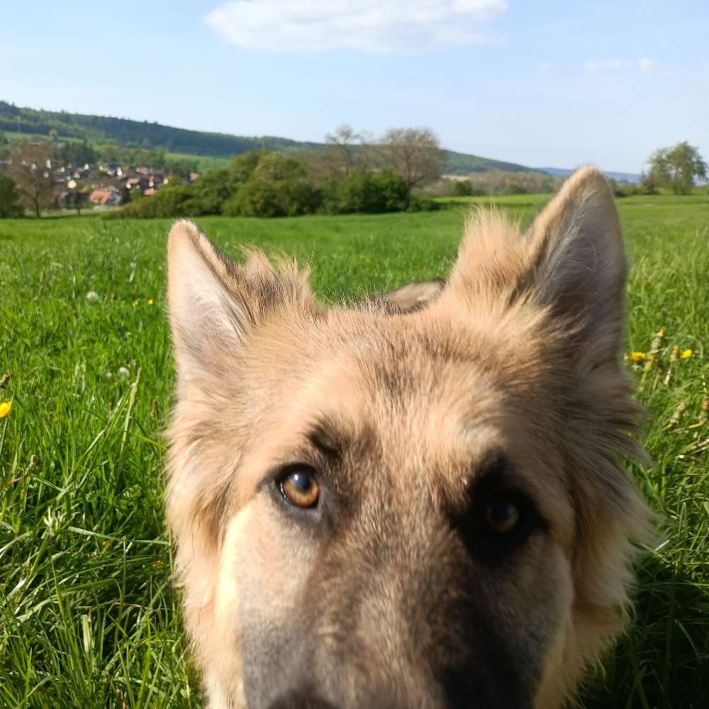 Hundetreffen-Junghunde-Profilbild
