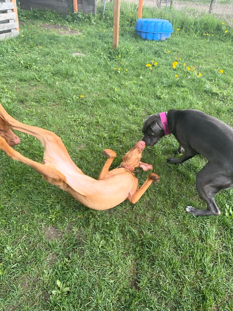 Hundetreffen-Üben und Spielen-Profilbild