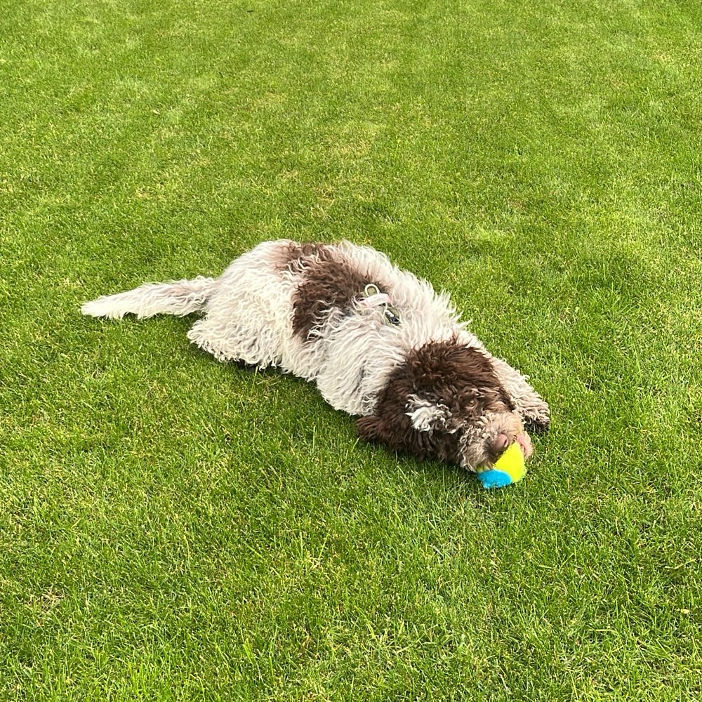 Hundetreffen-Junghunde Spieletreff-Profilbild