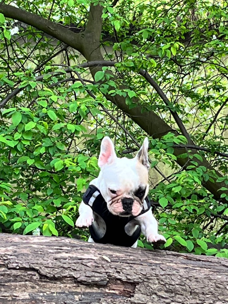 Hundetreffen-Bully treffen in Nürnberg-Profilbild