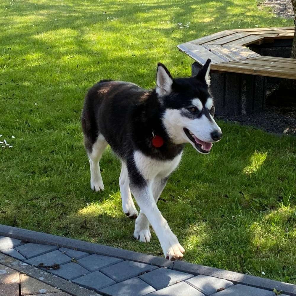 Hundetreffen-Soziale Kontakte für Miakoda gesucht-Profilbild