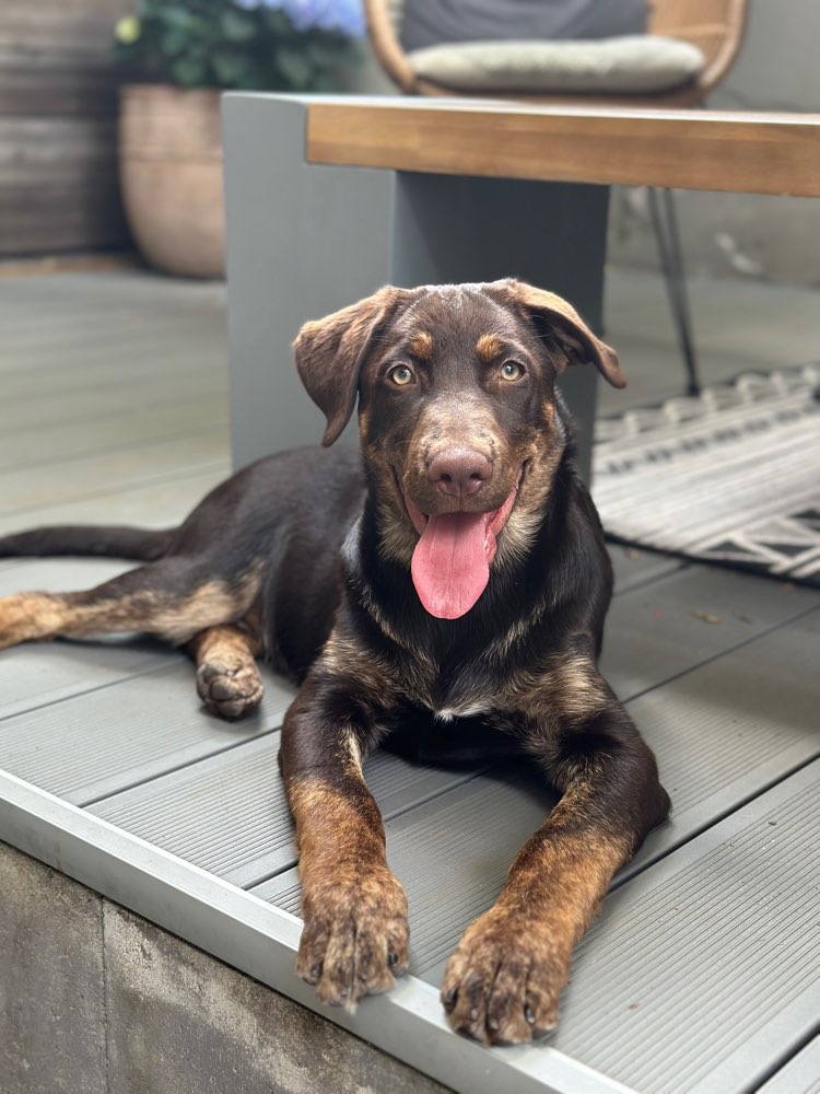 Hundetreffen-Spiel Kameraden gesucht-Profilbild