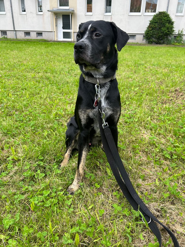 Hundetreffen-Ebenbürtige Chaoten gesucht-Profilbild