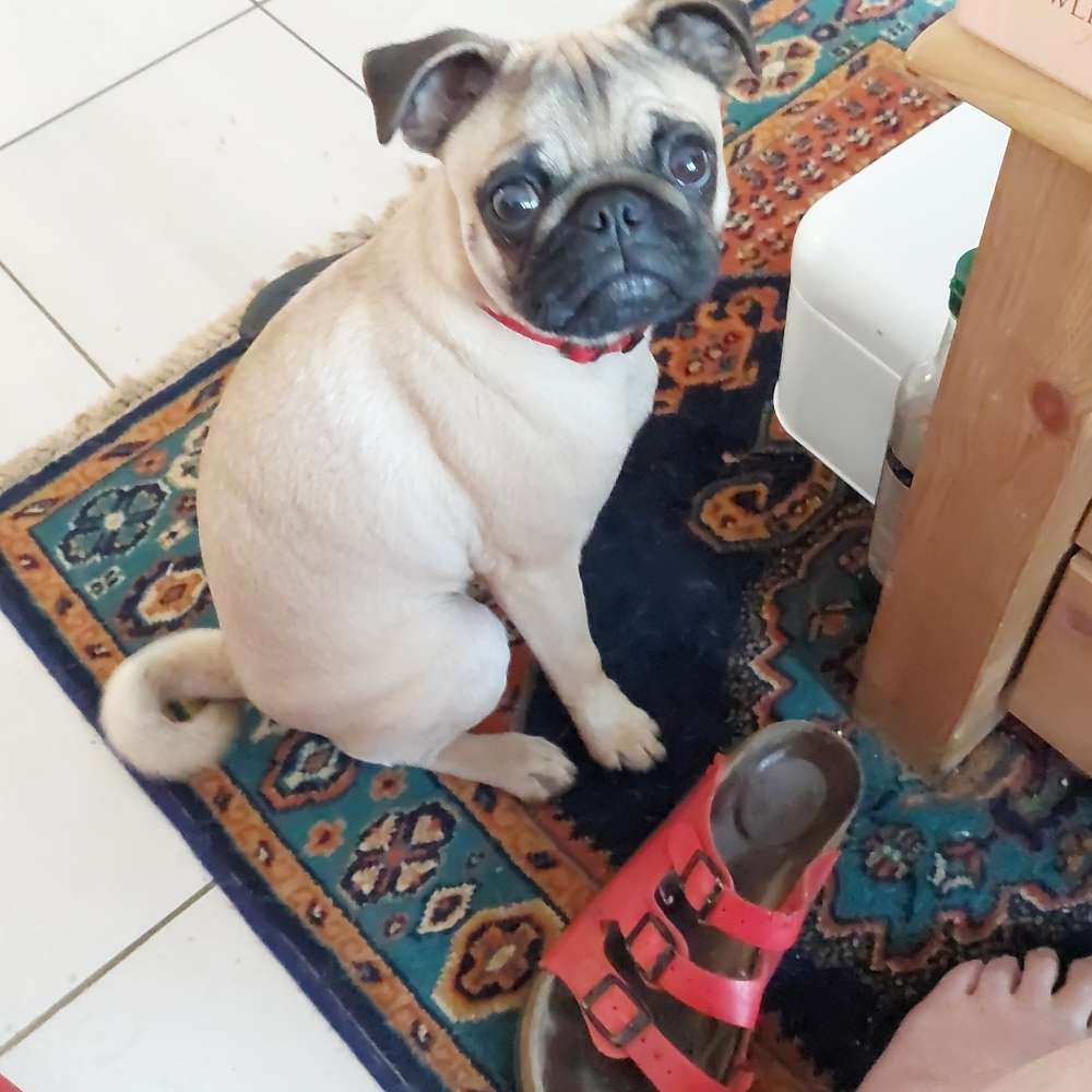 Hundetreffen-Kleinhunde-Profilbild