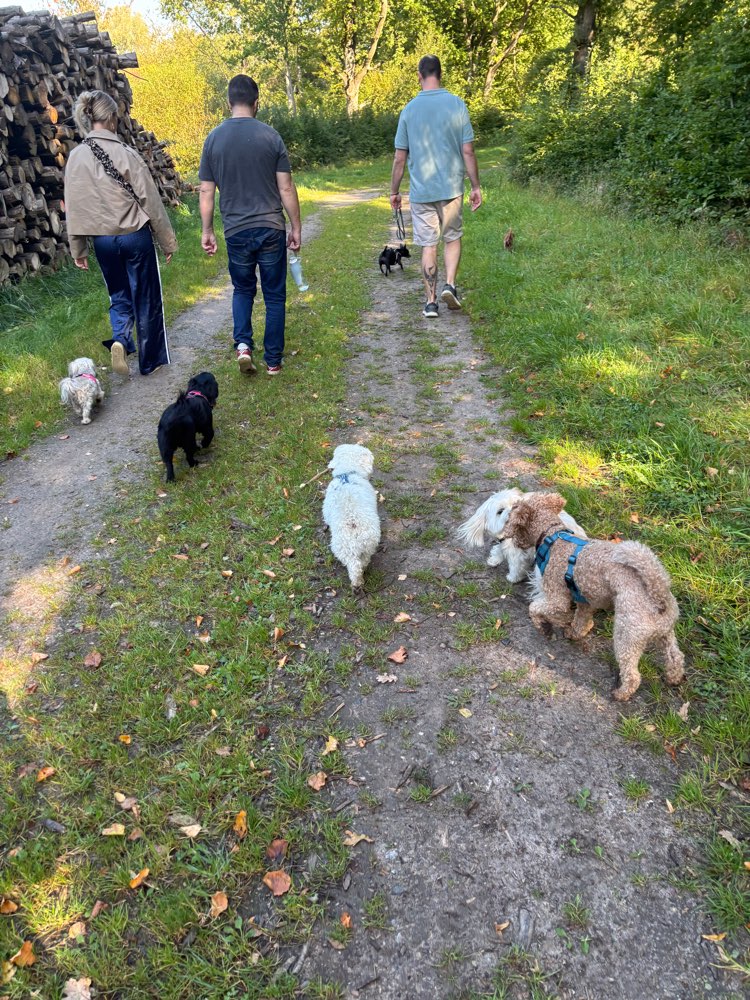 Hundetreffen-Hundetreffen für unter 12kg in Bad Oldesloe-Profilbild