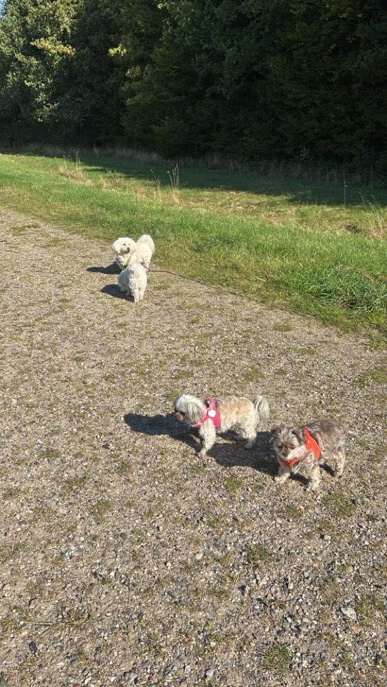 Hundetreffen-Hundetreffen für unter 12kg in der Wüstenei-Profilbild