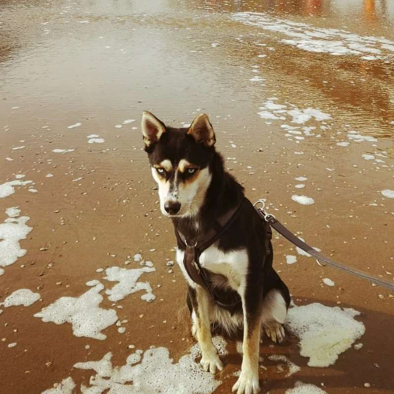 Hundetreffen-Kira sucht spielkameraden-Profilbild