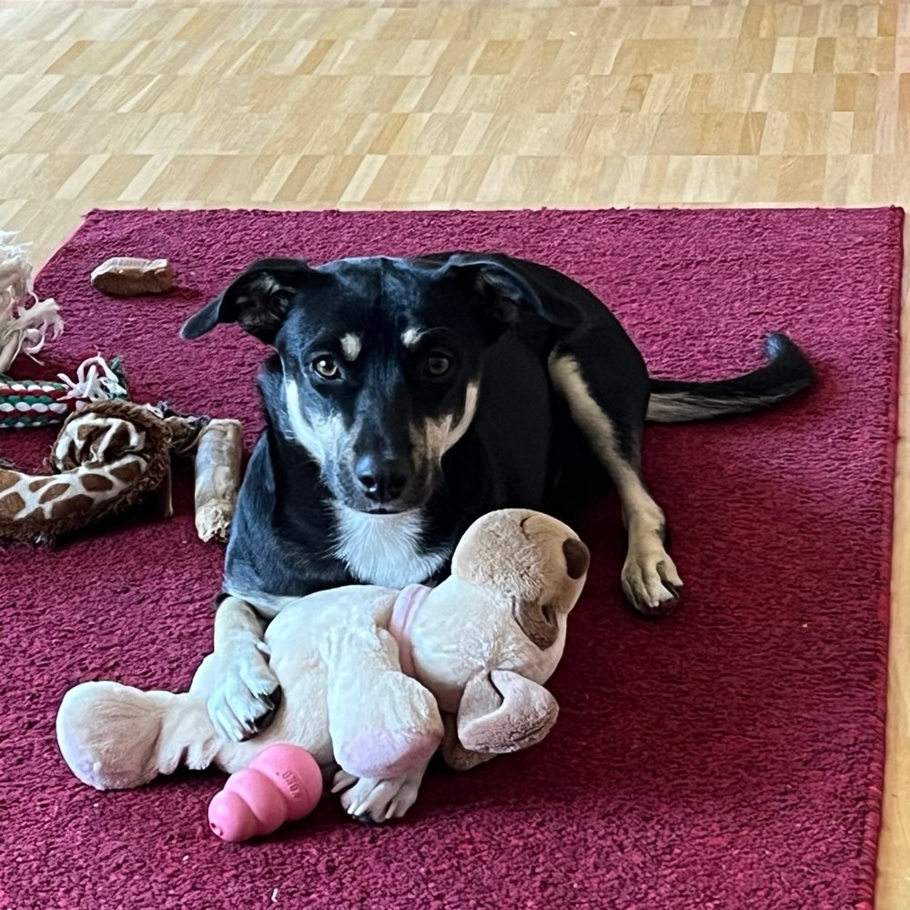 Hundetreffen-Gemeinsam Gassigehen-Profilbild