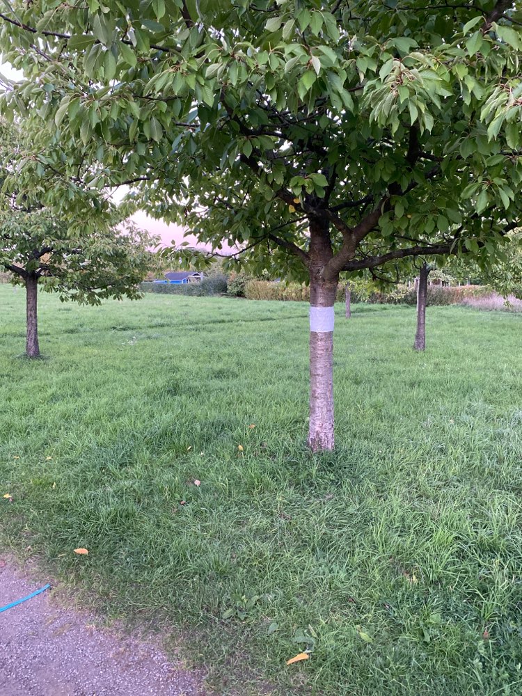 Giftköder-"Hundeköder mit Rattengift gefunden"-Profilbild