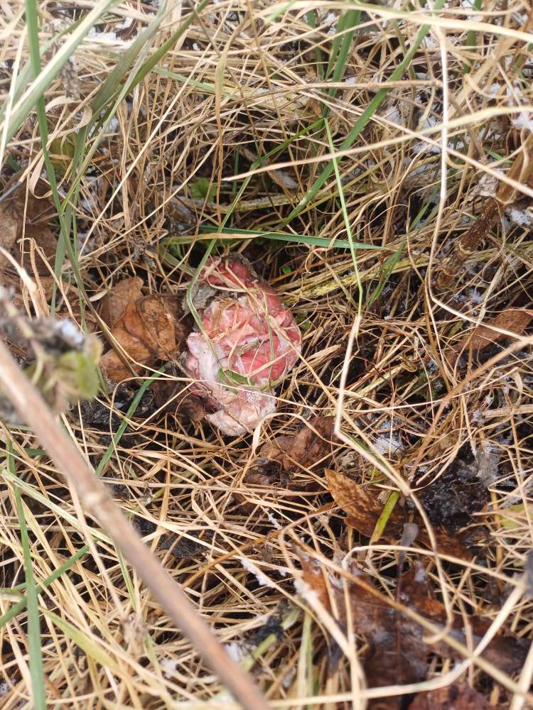 Giftköder-Giftköder-Profilbild