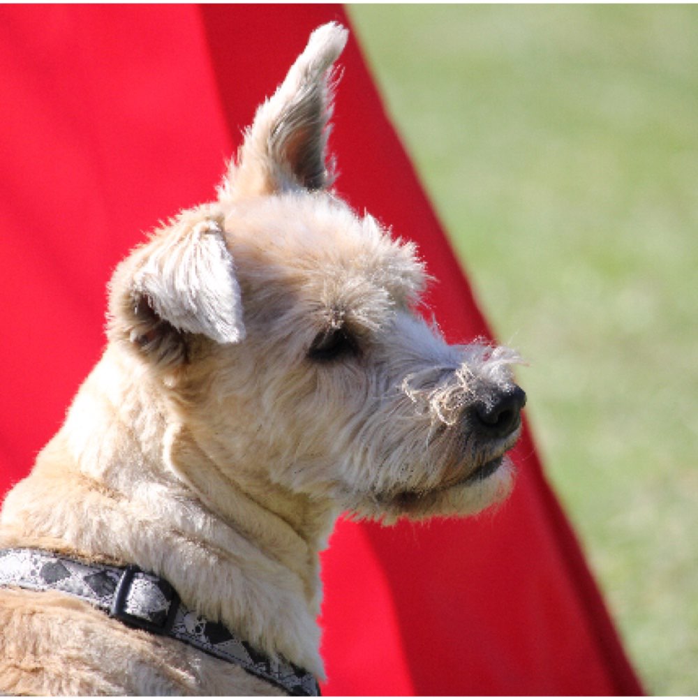 Hundetreffen-Gassirunde mit zwei Vierbeinern-Profilbild
