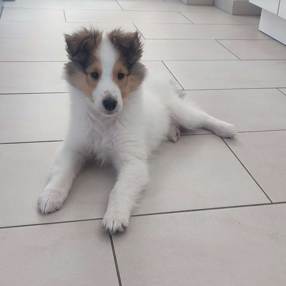 Hundetreffen-Playdates gesucht 🐾-Profilbild