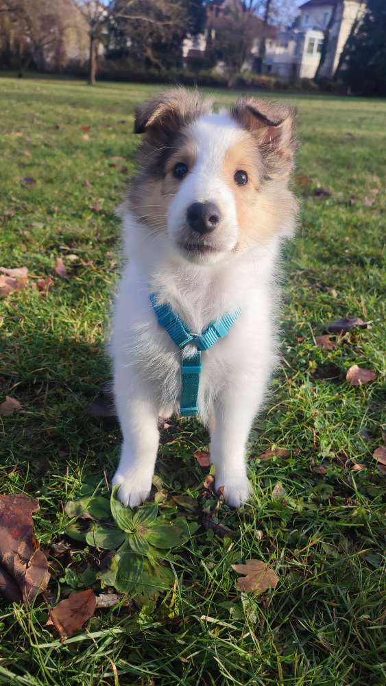 Hundetreffen-Kurze Begegnungen mit souveränen Hunden-Profilbild