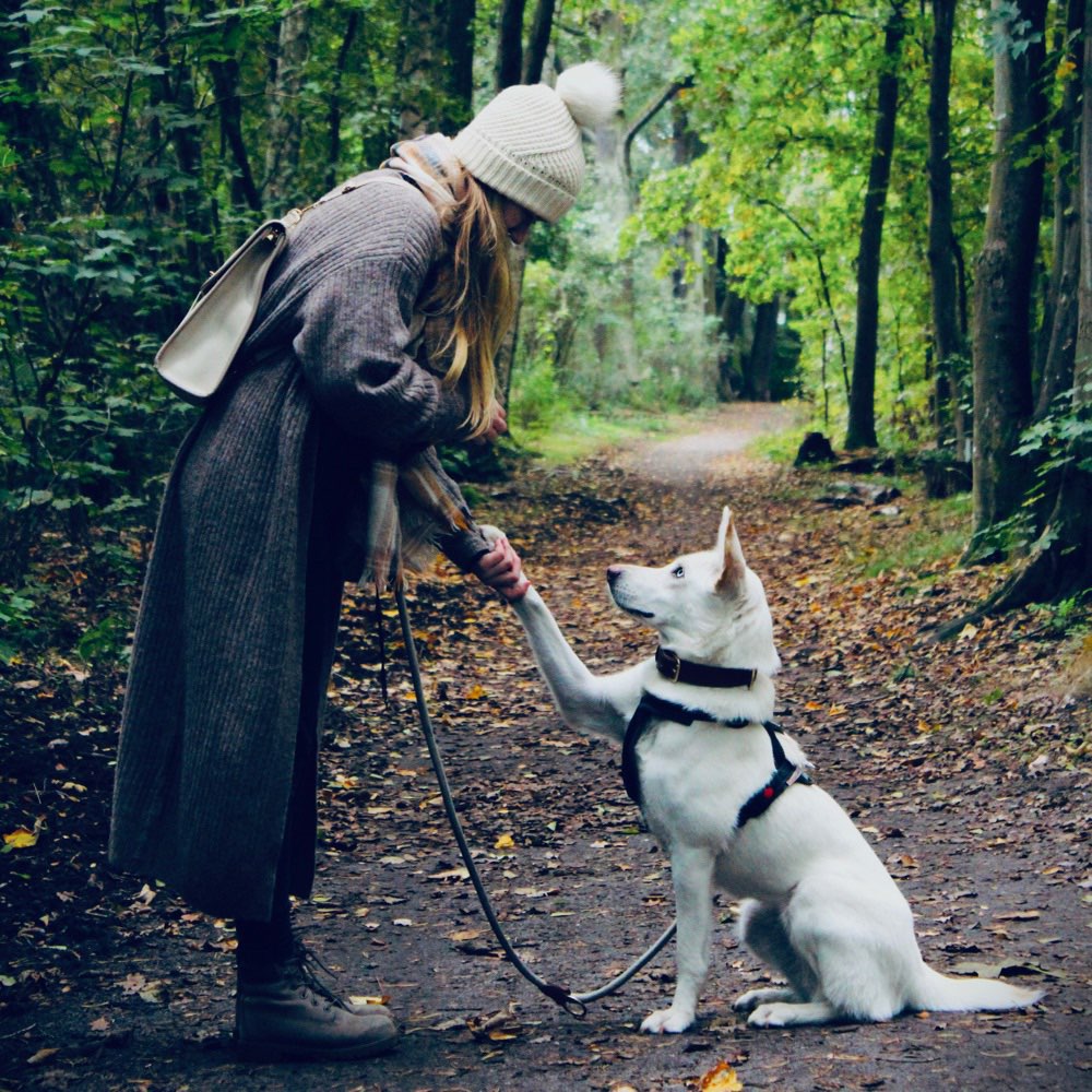 Hundetreffen-Social Walk mit Lupita ❤️-Profilbild