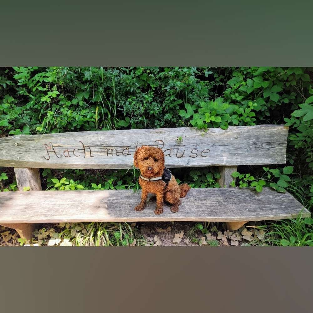 Hundetreffen-Gassirunde Birkach und Umgebung-Profilbild