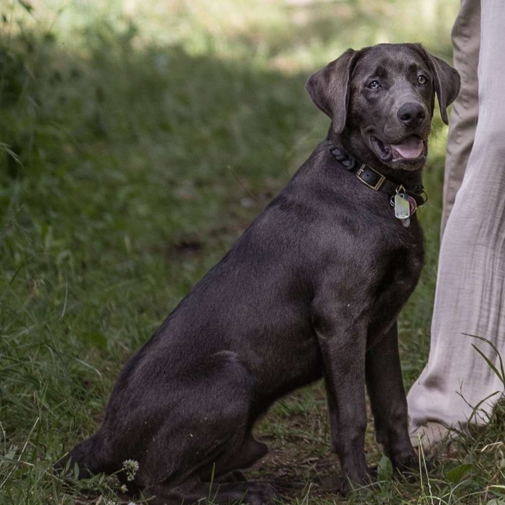 Hundetreffen-Wir suchen freundliche 🐕🙋🏼‍♀️🙋🏽 Bekanntschaften-Profilbild