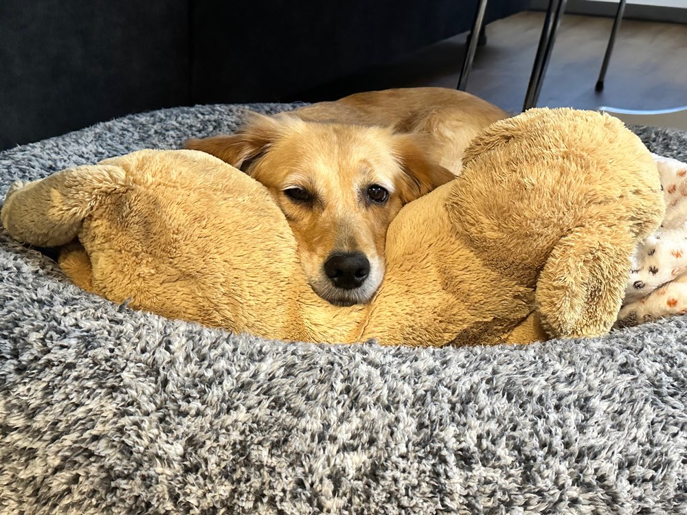 Hundetreffen-Spielfreund für Maya gesucht.-Profilbild