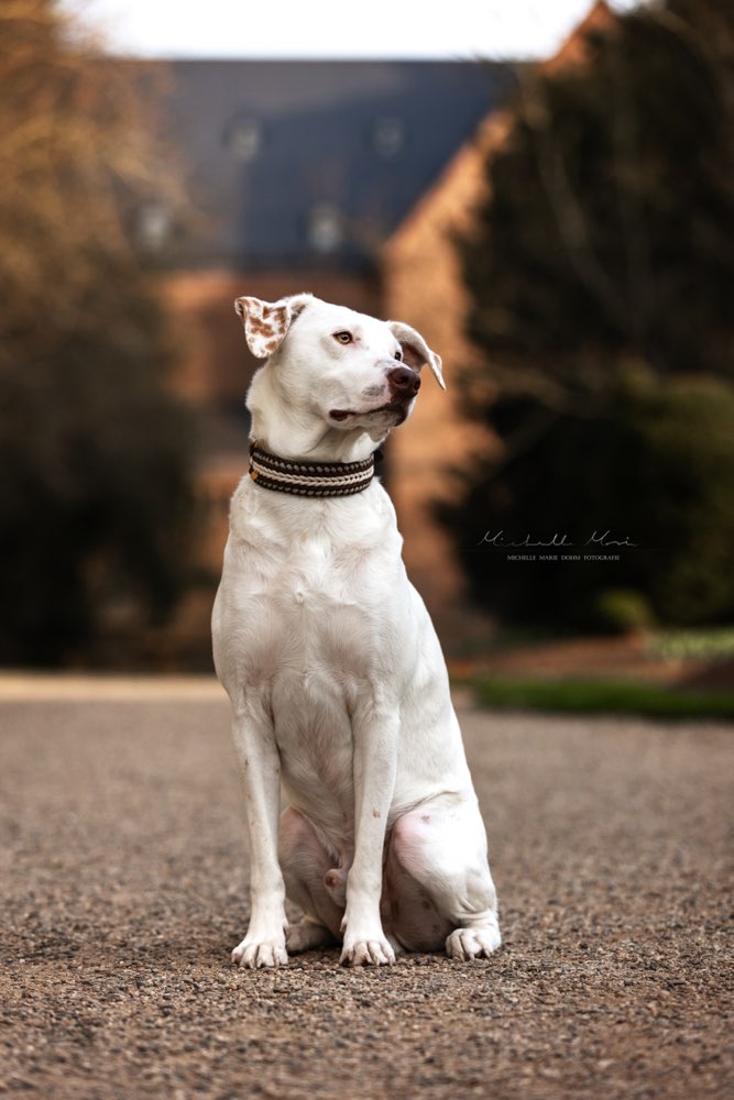 Hundetreffen-Bailey freut sich über Spiel Treffen-Profilbild