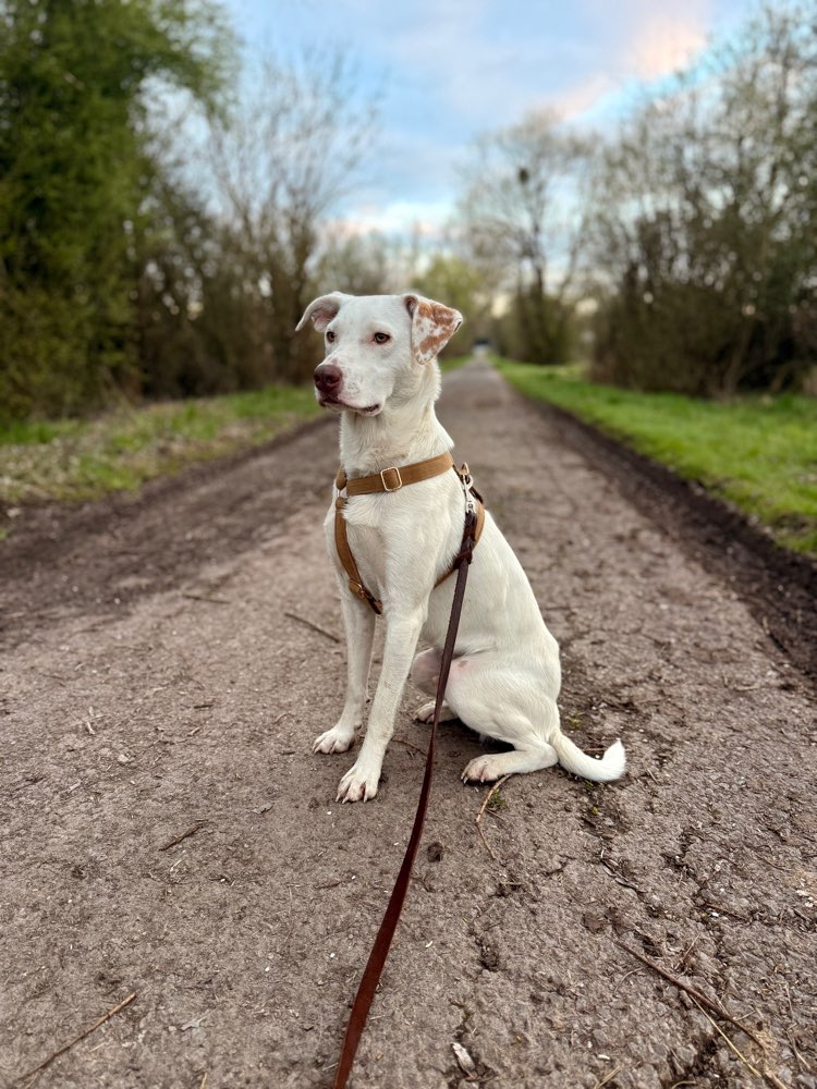Hundetreffen-Bailey sucht Spielpartner-Profilbild