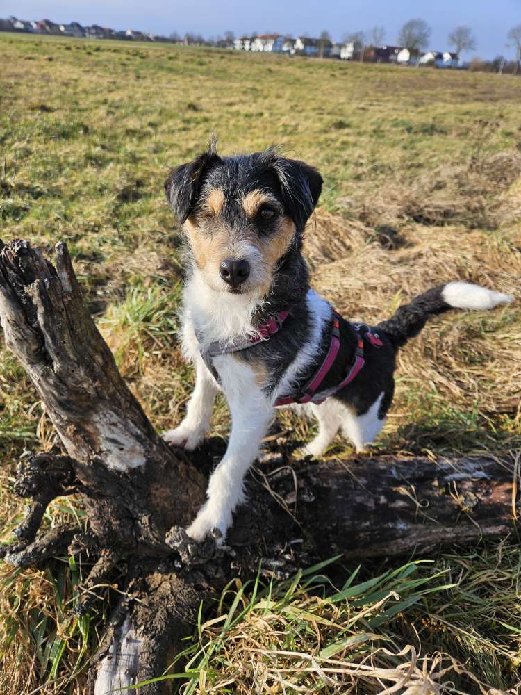 Hundetreffen-Terrier sucht Hundefreundschaft-Profilbild