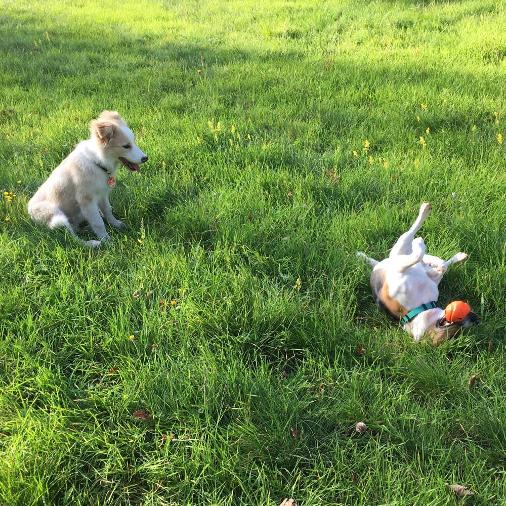 Hundetreffen-Spiel und Spass-Profilbild