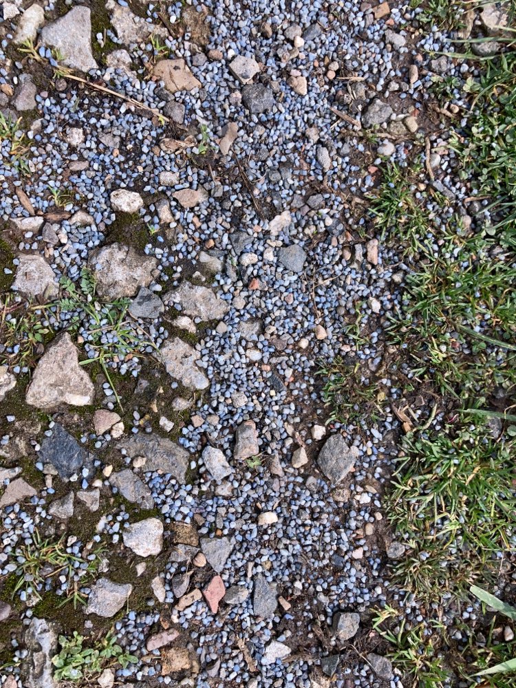 Giftköder-Eventuell Blaukorn-Profilbild