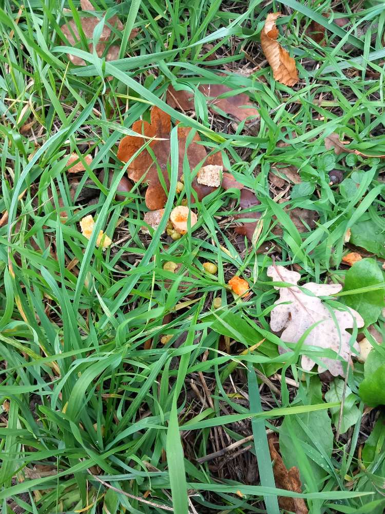 Giftköder-Mögliche Giftköder gefunden-Profilbild