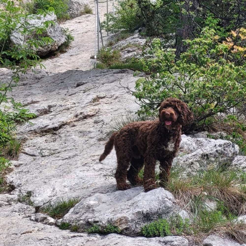 Hundetreffen-Wanderpartner gesucht für Salzburg/BGL-Profilbild