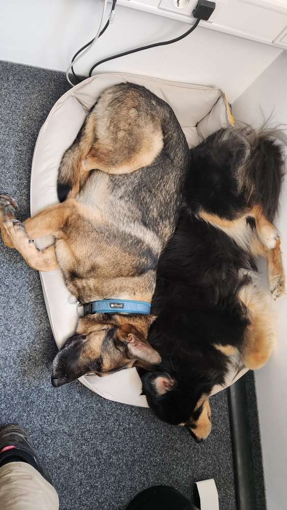 Hundetreffen-Gassi in und um Mainbach-Profilbild