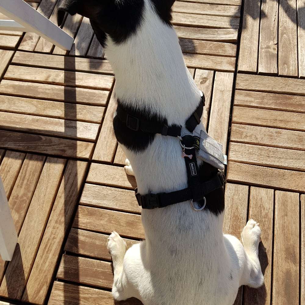 Hundetreffen-Neulussheim-Profilbild