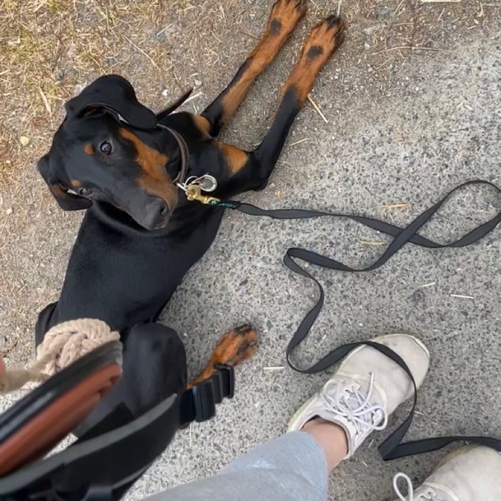 Hundetreffen-Welpenhundesport-Profilbild