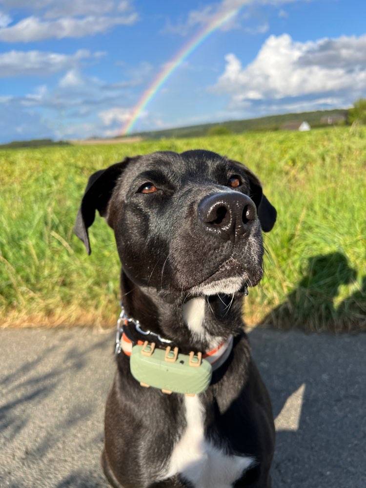 Hundetreffen-Spiel- und Gassifreunde gesucht-Profilbild