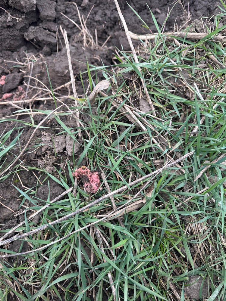 Giftköder-Möglicher Giftköder-Profilbild