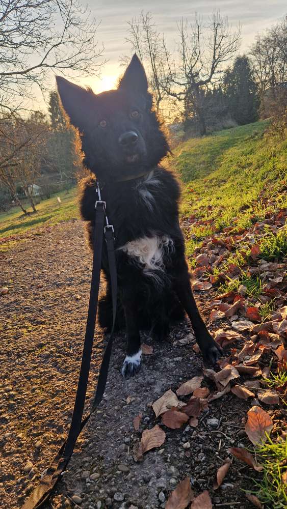 Hundetreffen-Realistisch gestellte Hundebegegnungen-Profilbild