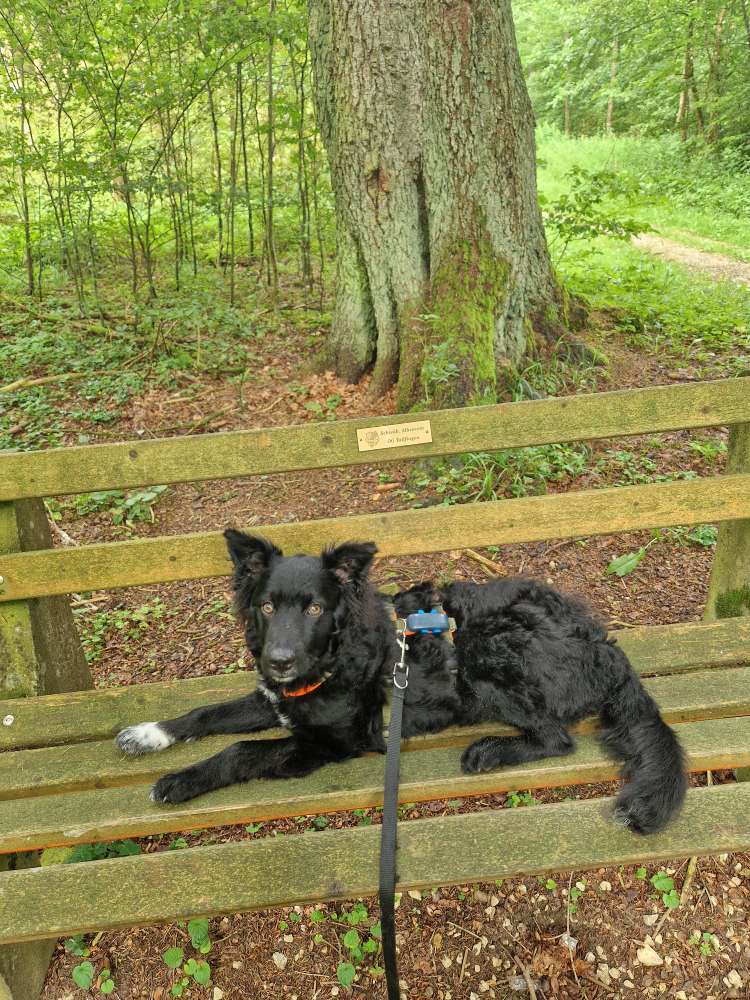 Hundetreffen-Spazieren, Spielen und Trainieren mit souveränen Hunden-Profilbild